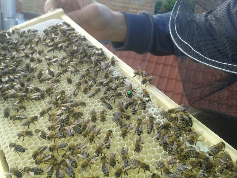 Holešovické včely ve Vršovicích