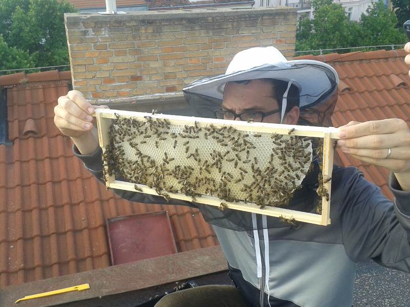 Holešovické včely expandují do Vršovic
