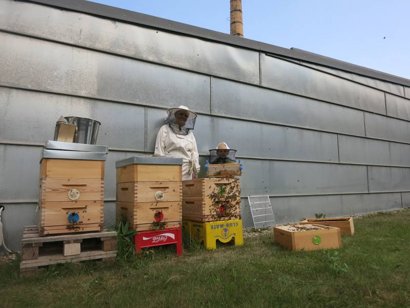 Včely na střeše divadla La Fabrika