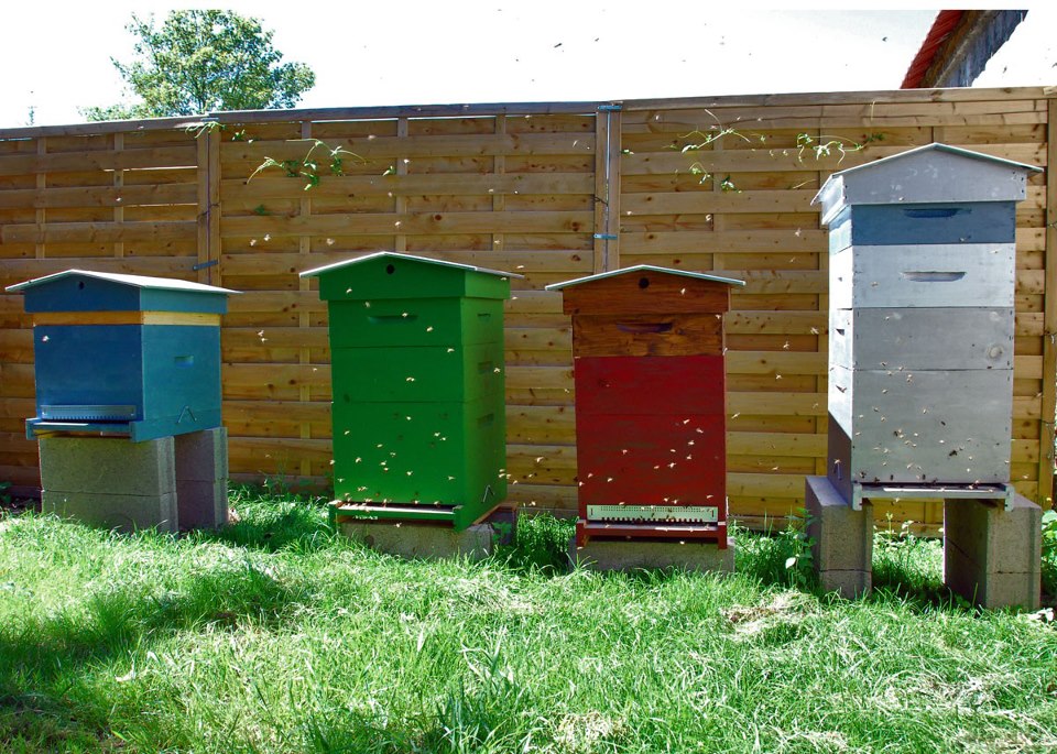 Backyard Beekeeping