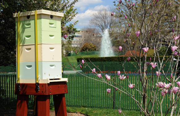 Backyard Beekeeping