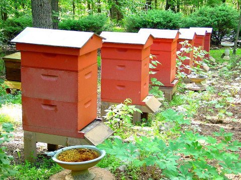 Backyard Beekeeping