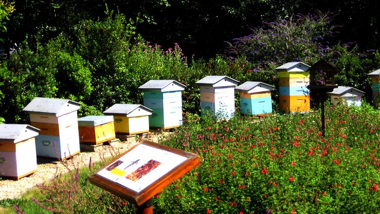 Backyard Beekeeping