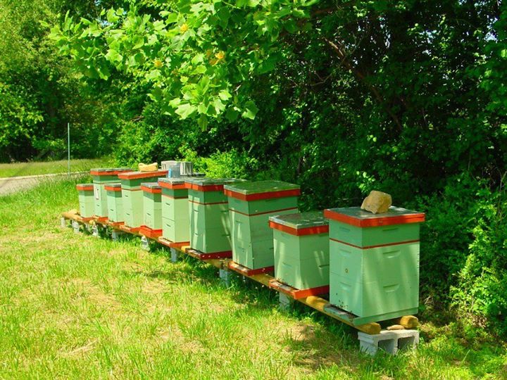 Backyard Beekeeping