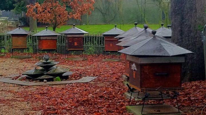 Backyard Beekeeping