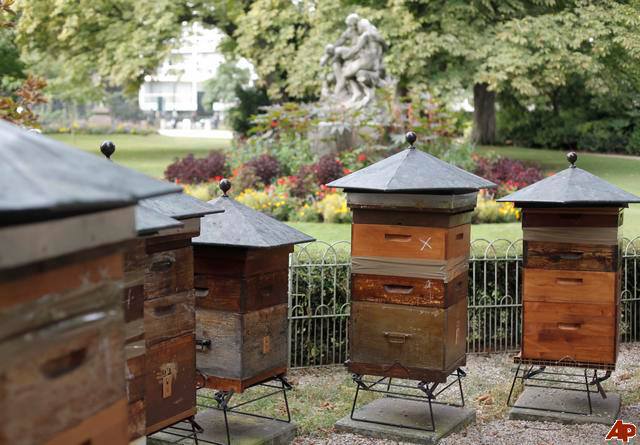 Backyard Beekeeping