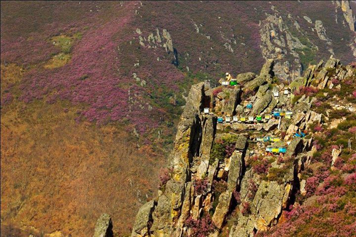 Mountain beekeeping