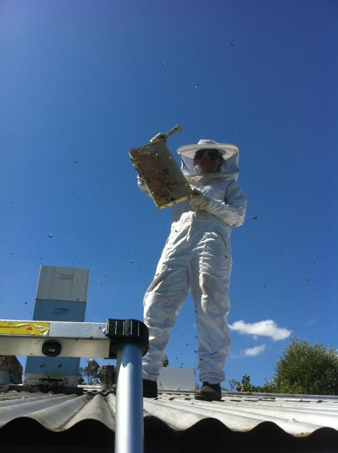 Roof-top Beekeeping