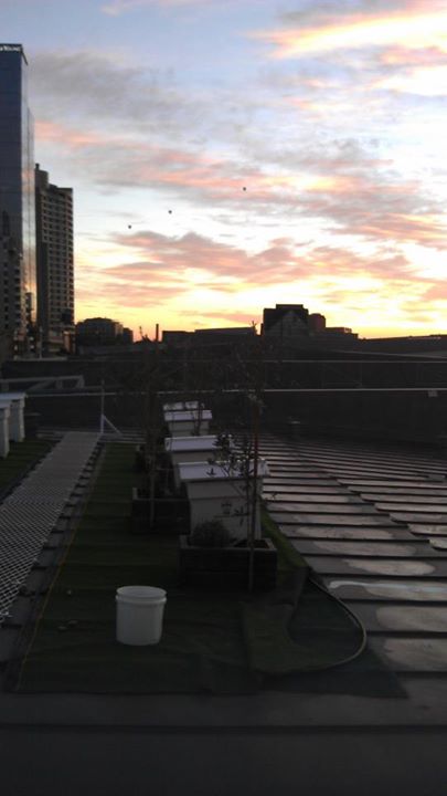 Rooftop Beekeeping