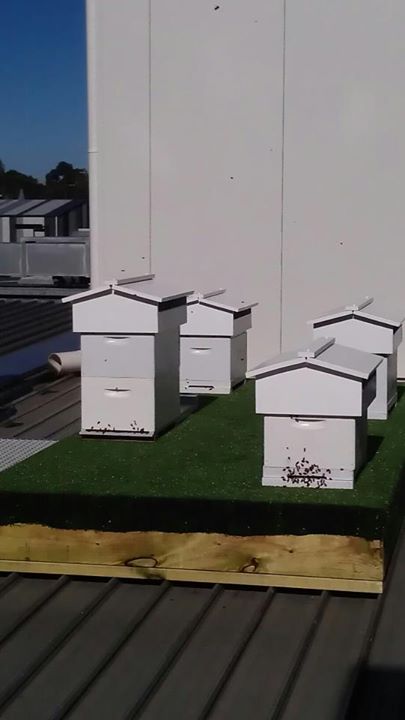 Rooftop Beekeeping