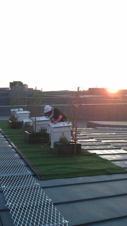 Roof-top Beekeeping