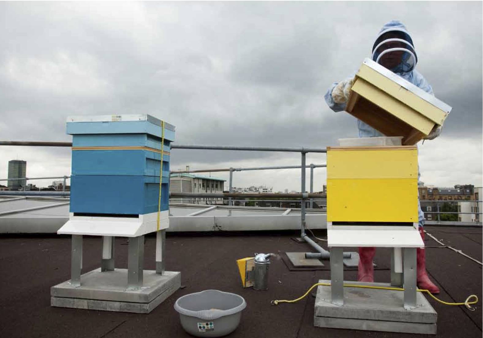 Urban beekeeping