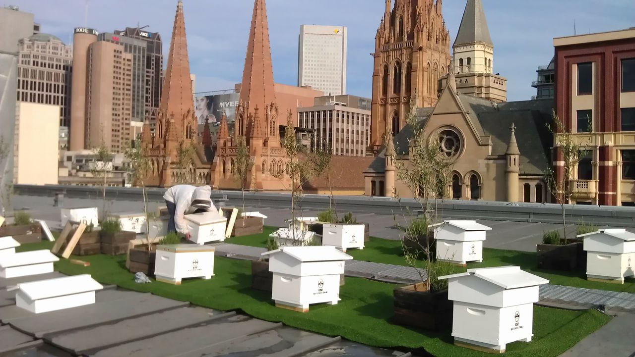 Rooftop Beekeeping