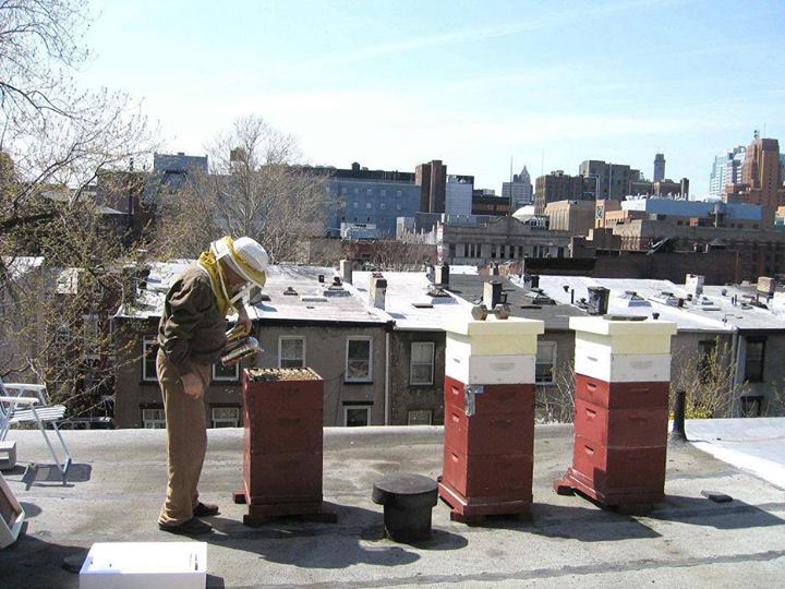 Rooftop Beekeeping