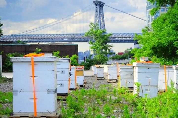 Roof top Beekeeping