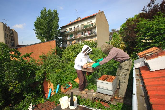 Rooftop Beekeeping