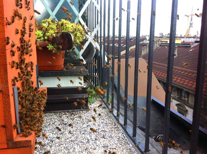 Včely na balkóně