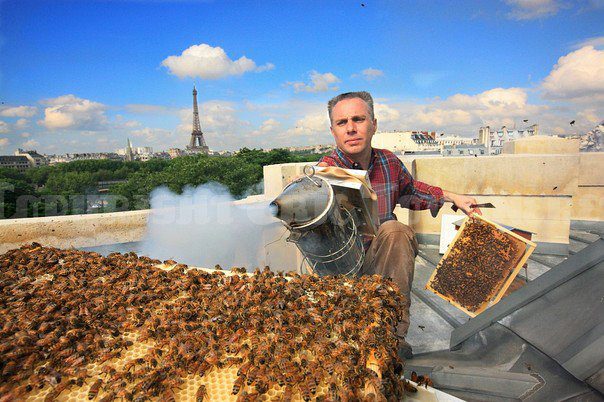 Rooftop Beekeeping