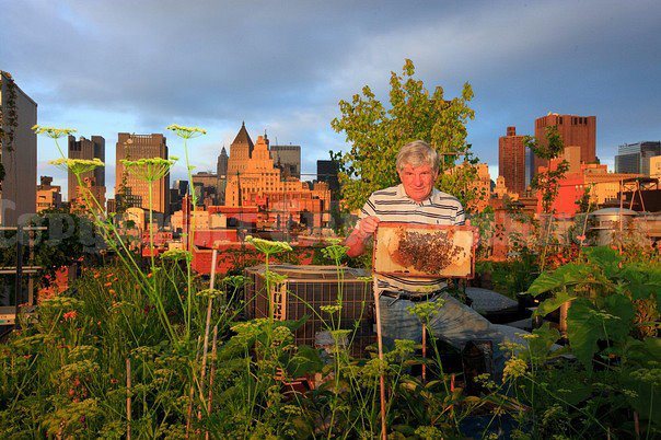 Rooftop Beekeeping