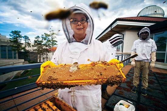 Urban beekeeping