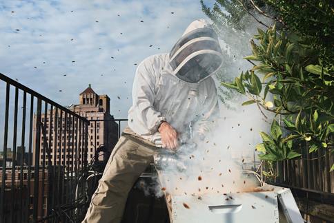 Rooftop Beekeeping