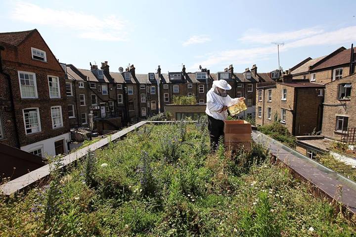 Urban beekeeping