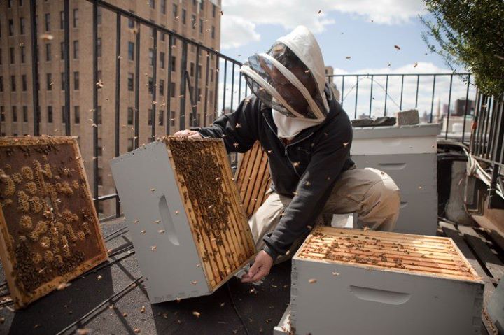 Urban beekeeping