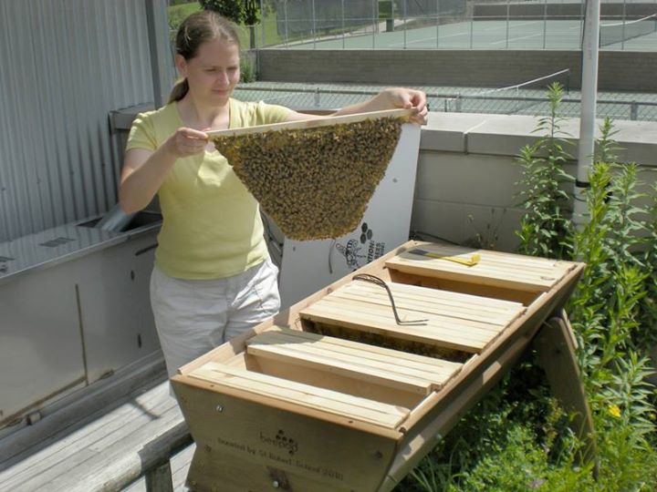 Urban beekeeping