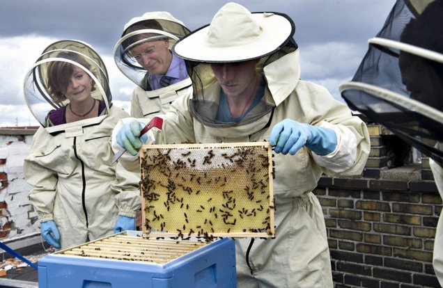 Urban beekeeping