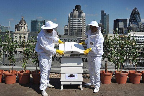 Urban beekeeping