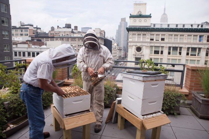 Urban beekeeping