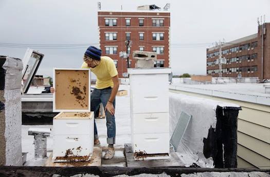 Urban beekeeping