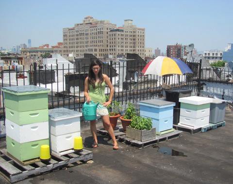 Urban beekeeping