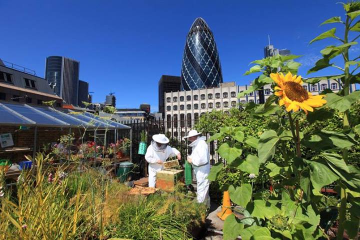 Urban beekeeping