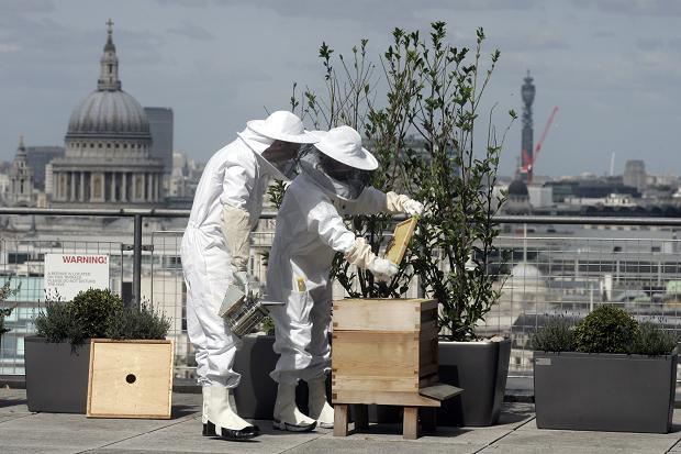 Urban beekeeping