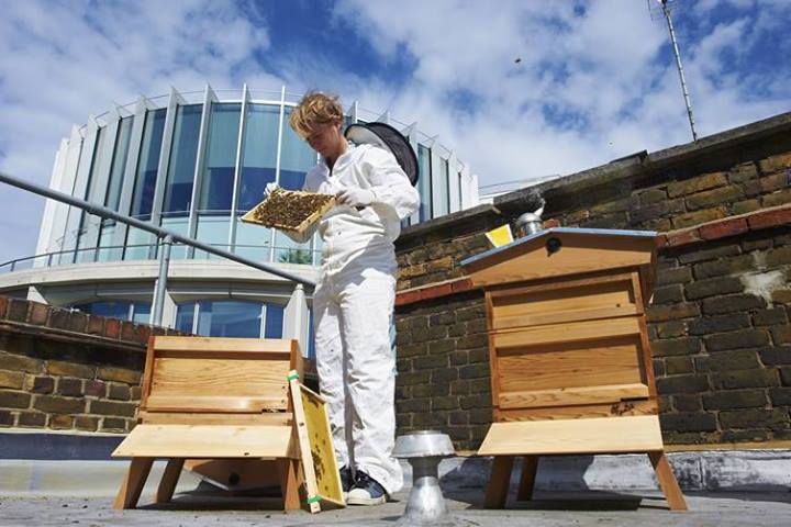 Urban beekeeping