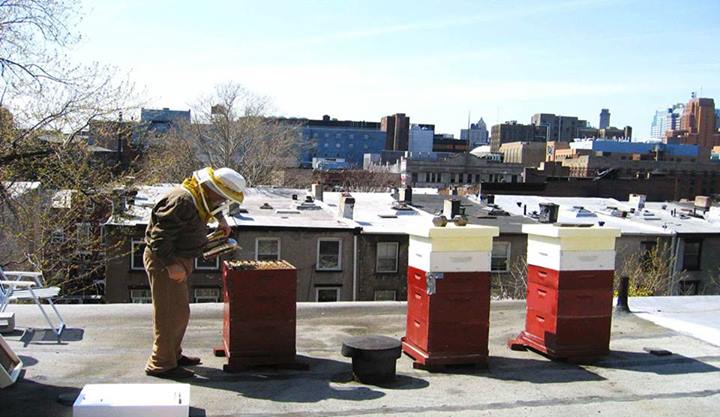 Urban beekeeping