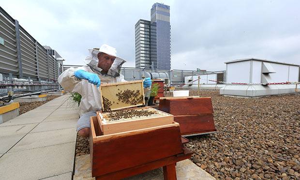 Urban beekeeping