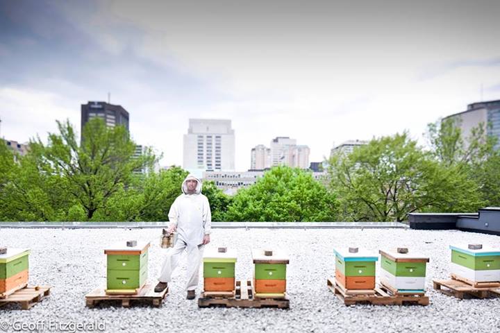 Urban beekeeping