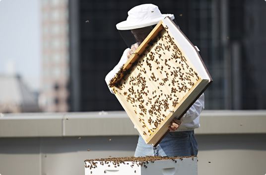 Urban beekeeping