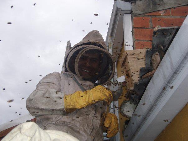 Urban beekeeping