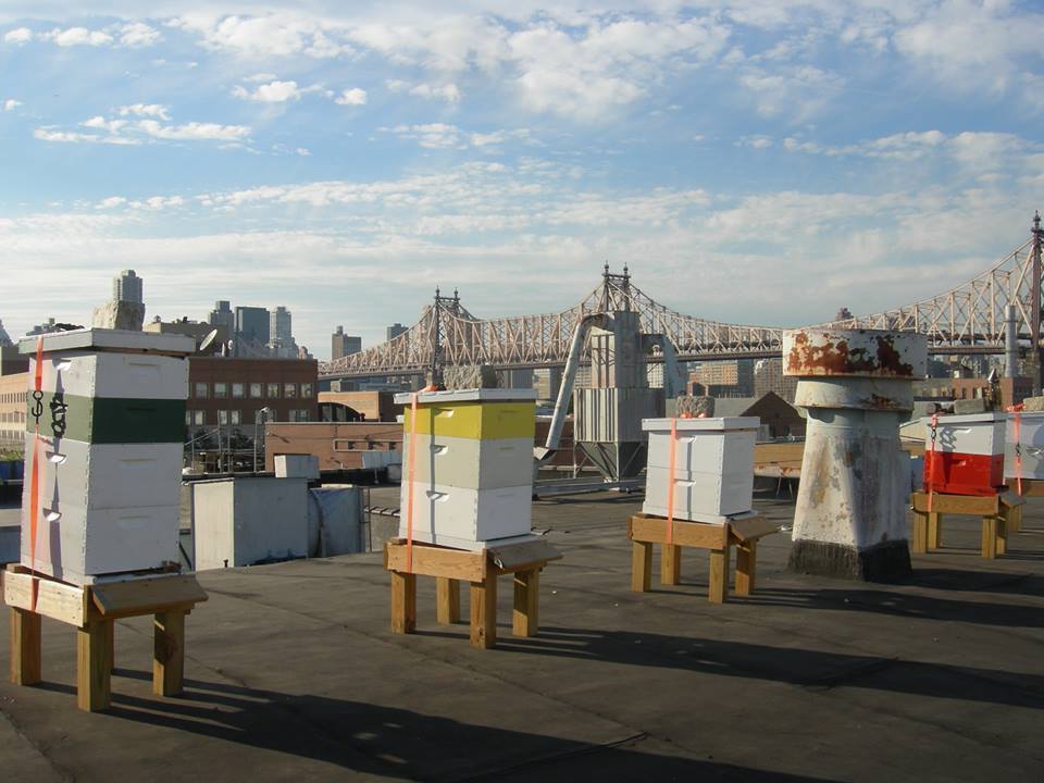 Urban beekeeping