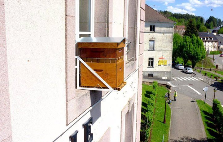 Urban beekeeping