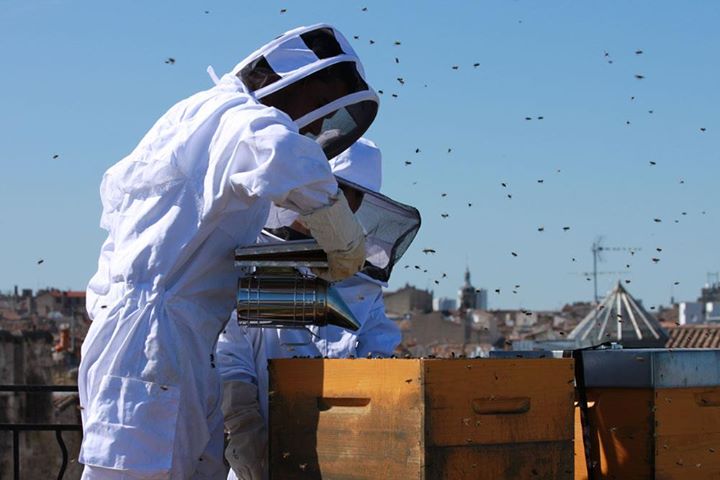 Urban beekeeping