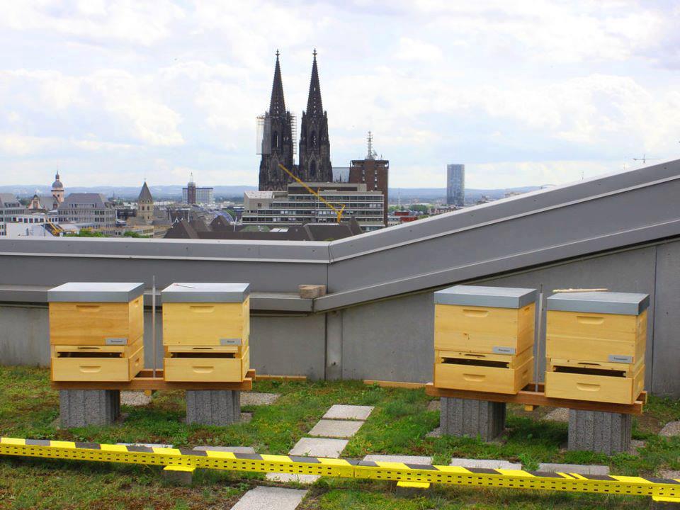 Roof top Beekeeping