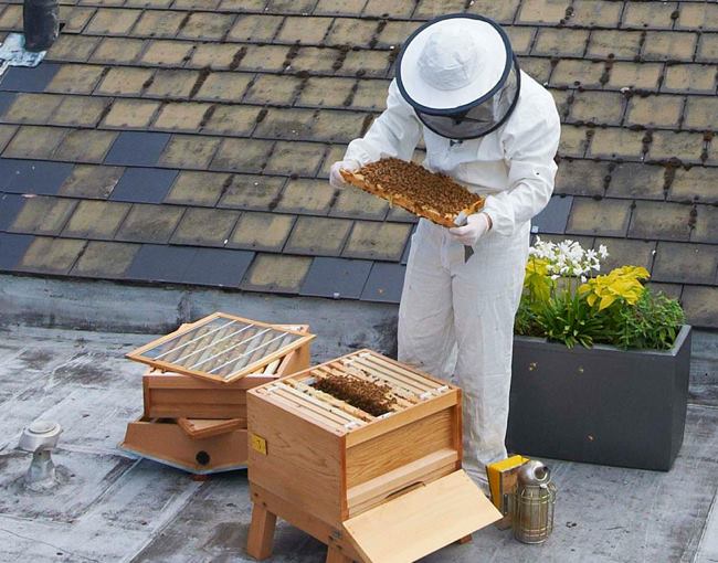 Urban beekeeping