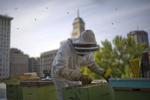 Urban beekeeping