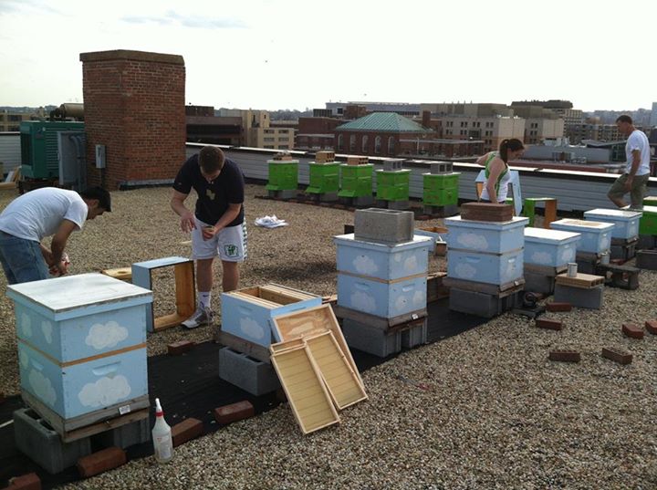 Urban beekeeping