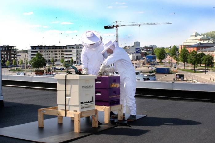 Urban beekeeping