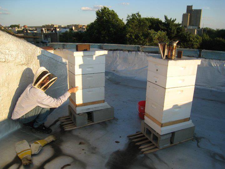 Urban beekeeping